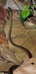 Dendrophidion percarinatum