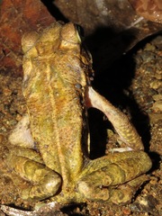 Incilius aucoinae
