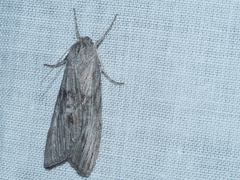 Chlenias stenosticha