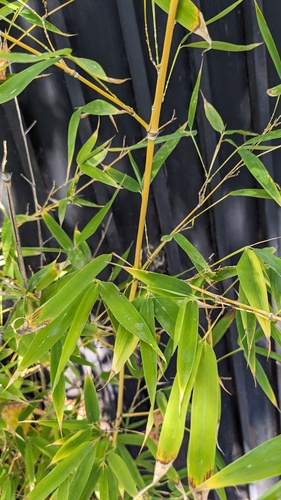 Another photo of Golden Bamboo