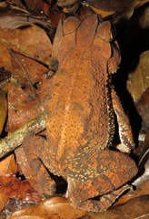Incilius aucoinae