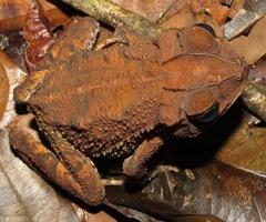 Incilius aucoinae