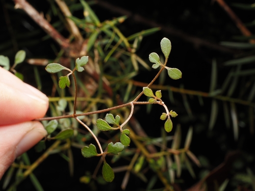 Clematis quadribracteolata, photograph 1