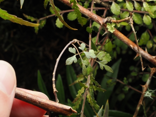 Clematis quadribracteolata, photograph 3