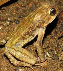 Incilius aucoinae