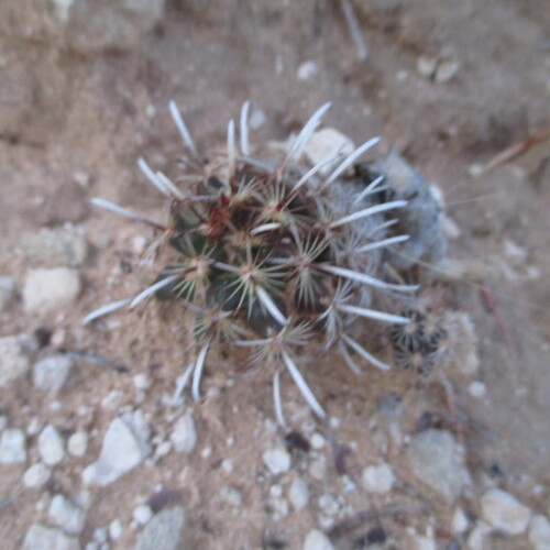 Sclerocactus scheerii