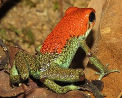Oophaga granulifera