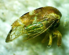 Cyrtolobus togatus