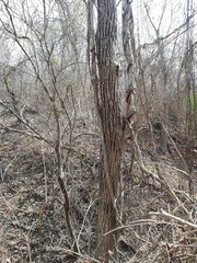 Xylosma flexuosa