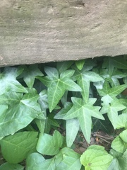 Hedera helix