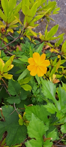 Yellow Cosmos