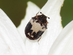 Anthrenus sophonisba