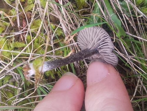 Entoloma percrinitum