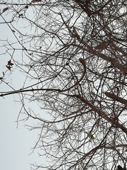 Xylosma flexuosa