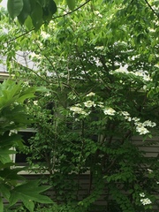 Cornus kousa