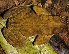 Incilius aucoinae