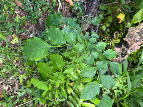 Pterocarpus, 2026-06-22