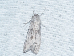 Chlenias stenosticha