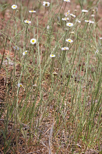 Erigeron tracyi