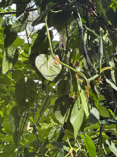 Philodendron hederaceum observed 2026-06-22