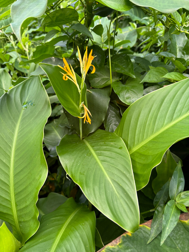 Canna indica observed 2026-06-22