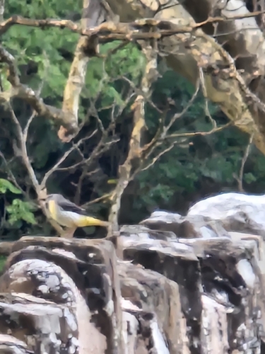 Grey Wagtail