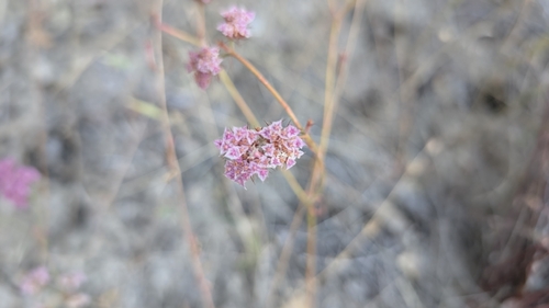 iNaturalist observation photo of Douglas' Spineflower