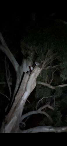 Eastern Barn Owl