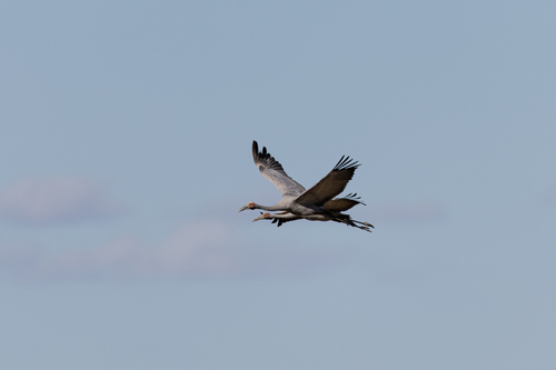 Brolga