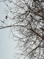 Xylosma flexuosa