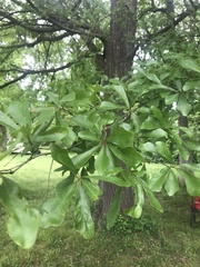 Quercus nigra