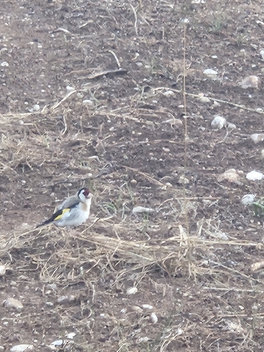 European Goldfinch