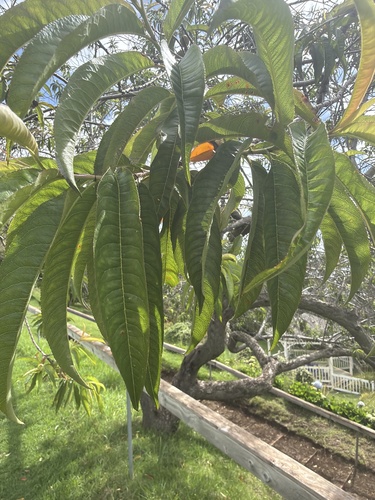 Prunus, 2026-06-05