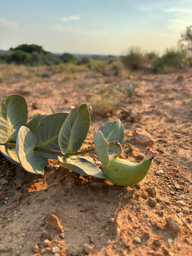 Humboldt Mountains milkweed