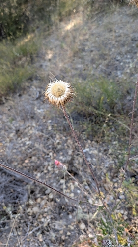 iNaturalist observation photo of Cobwebby Thistle