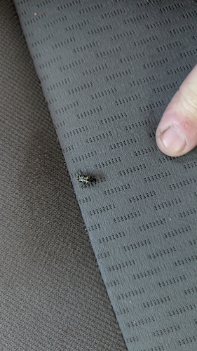 iNaturalist observation photo of Ornate Checkered Beetle