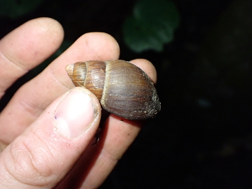 Placostylus observed 2026-06-17