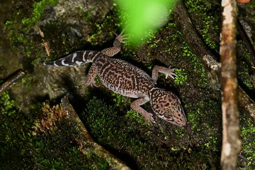 Nanling Leopard Gecko