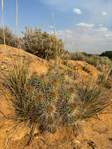 Mojave Kingcup Cactus
