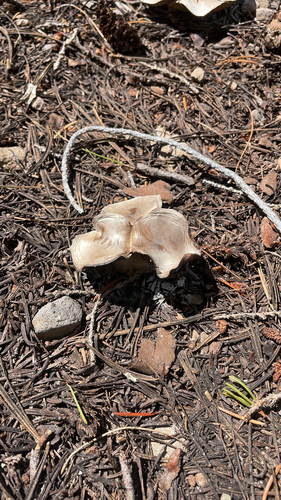 iNaturalist observation photo of Snowmelt Clitocybe