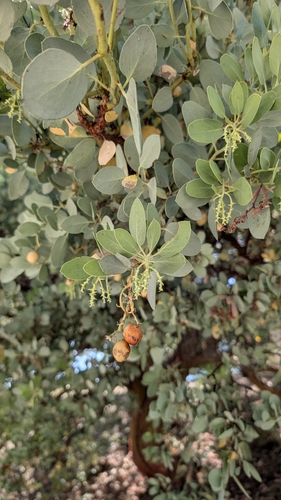 iNaturalist observation photo of Big Berry Manzanita