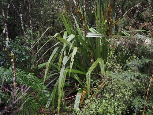 Swamp Astelia (Astelia grandis)