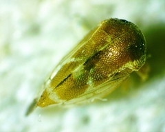 Cyrtolobus togatus