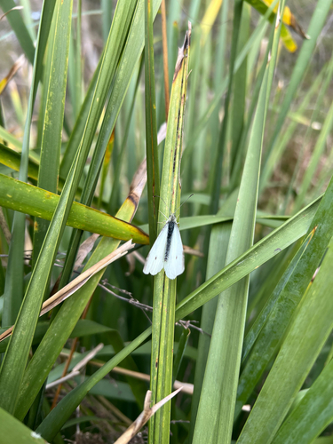 Small White