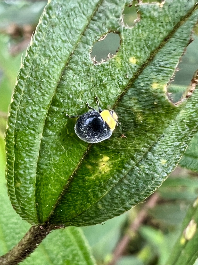 Apolinus cribratus