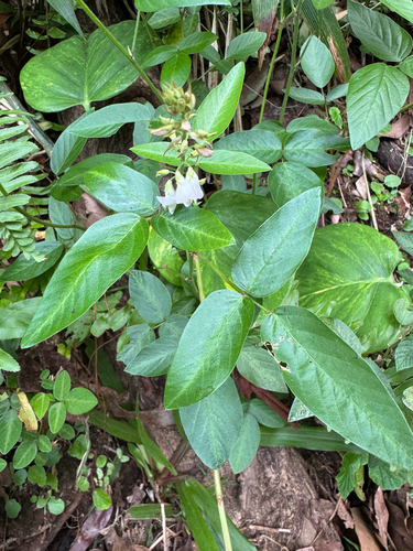 Desmodium uncinatum observed 2026-06-22