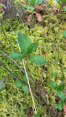 Lysimachia latifolia