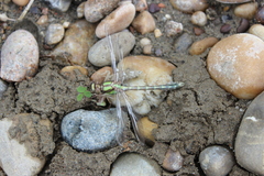 Ophiogomphus colubrinus