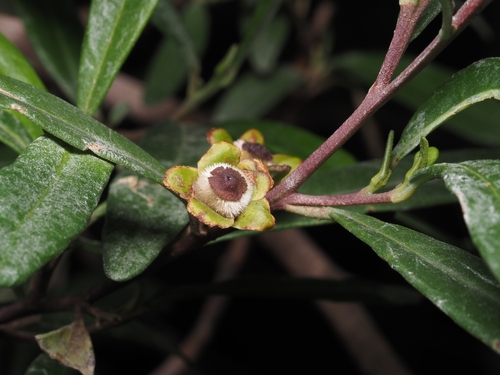 Beyeria lasiocarpa, 2026-06-23