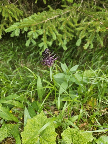 Phyteuma nigrum, 2026-06-22